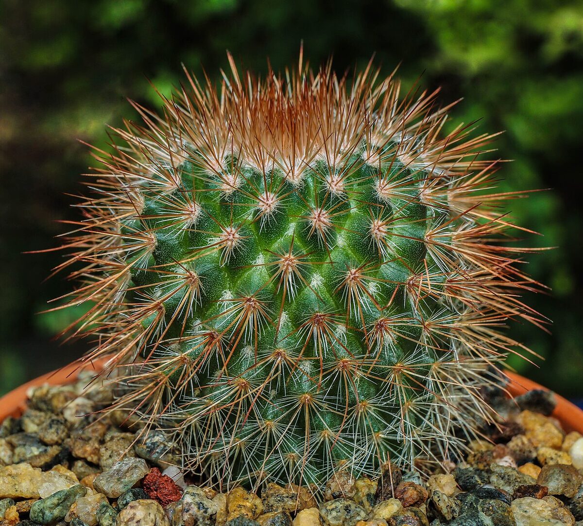 Маммиллярия (Mammillaria) — внешний вид растения