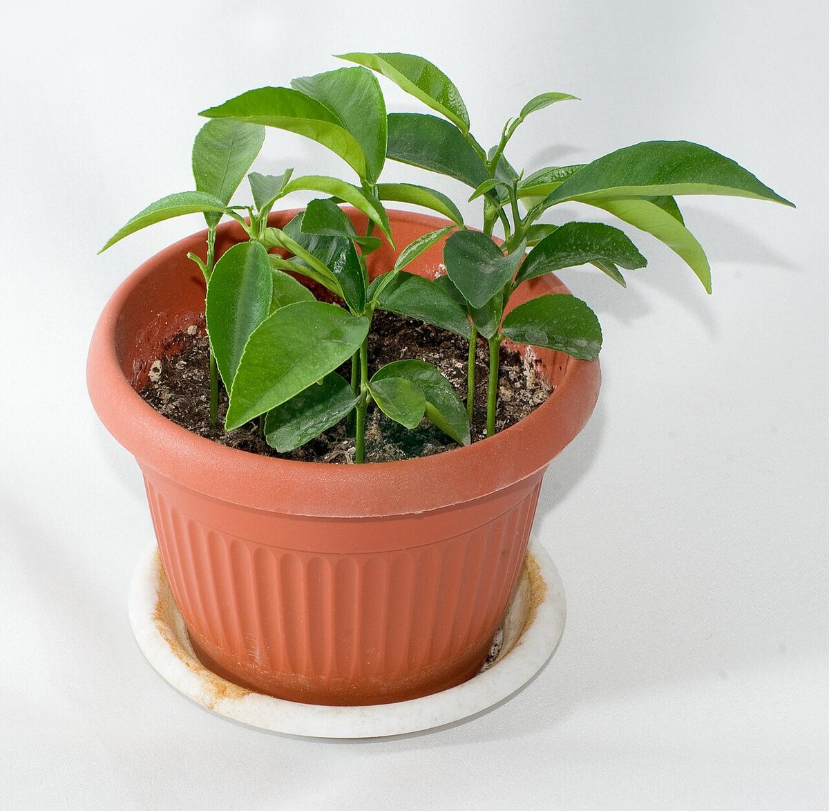 Мандарин комнатный (Citrus reticulata) — внешний вид растения