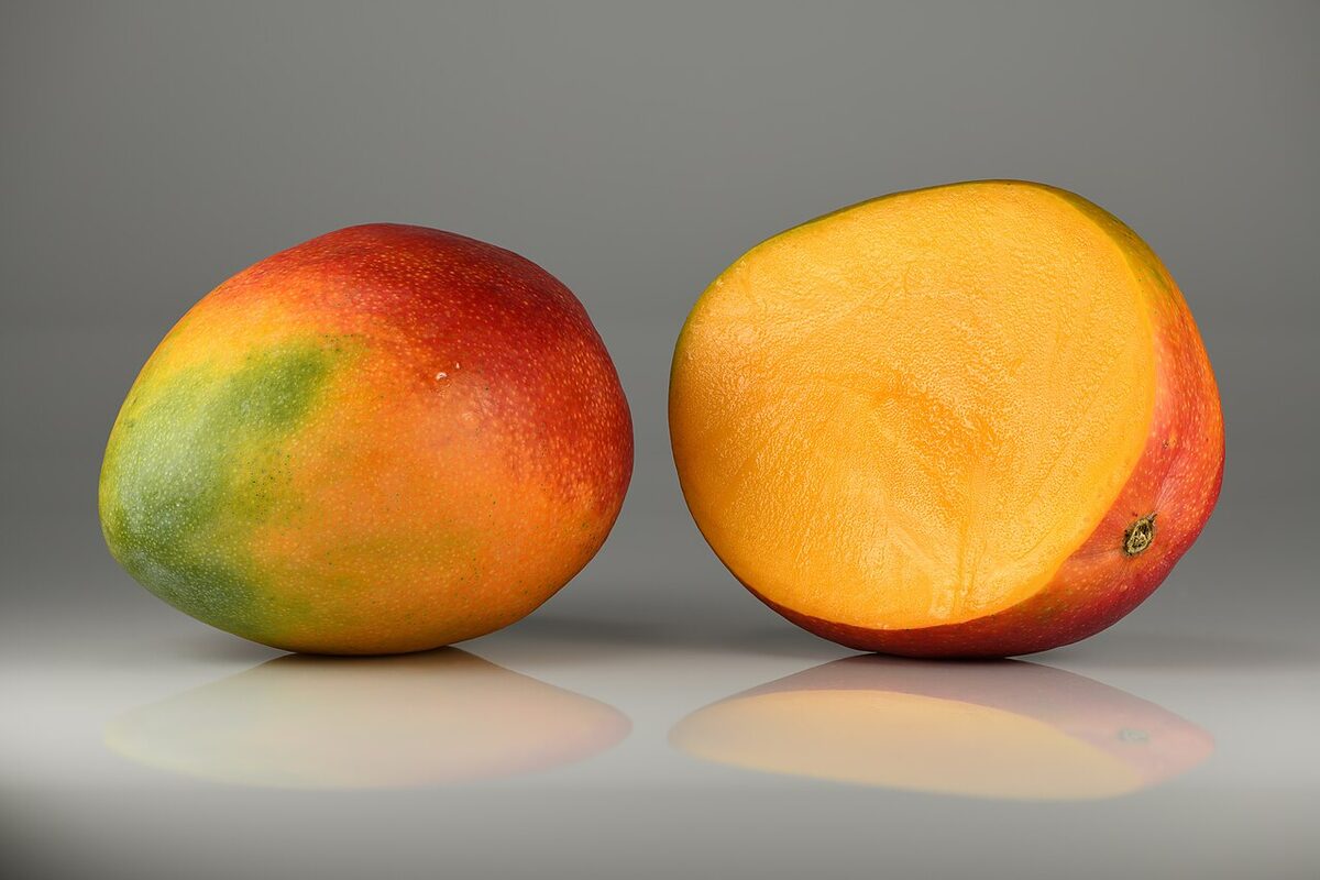 Манго (Mangifera indica) — внешний вид растения