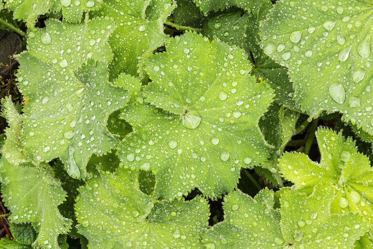 Манжетка (Alchemilla mollis) — внешний вид растения