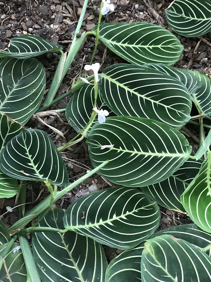 Маранта (Maranta leuconeura) — внешний вид растения