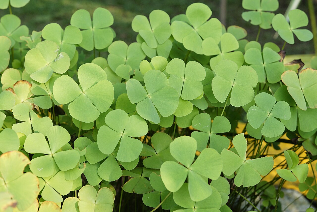 Марсилия (Marsilea) — внешний вид растения