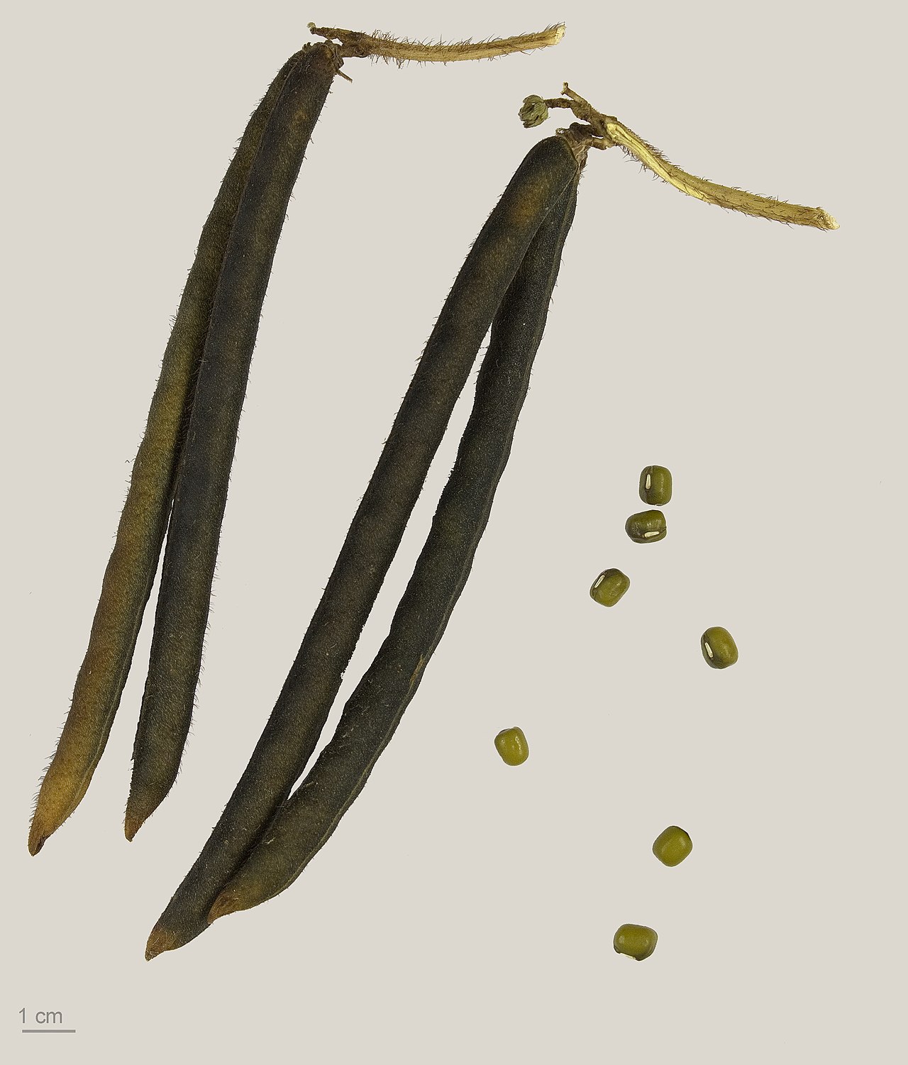 Маш (Vigna radiata) — внешний вид растения