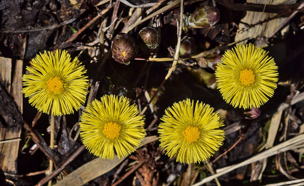 Мать-и-мачеха (Tussilago farfara) — внешний вид растения