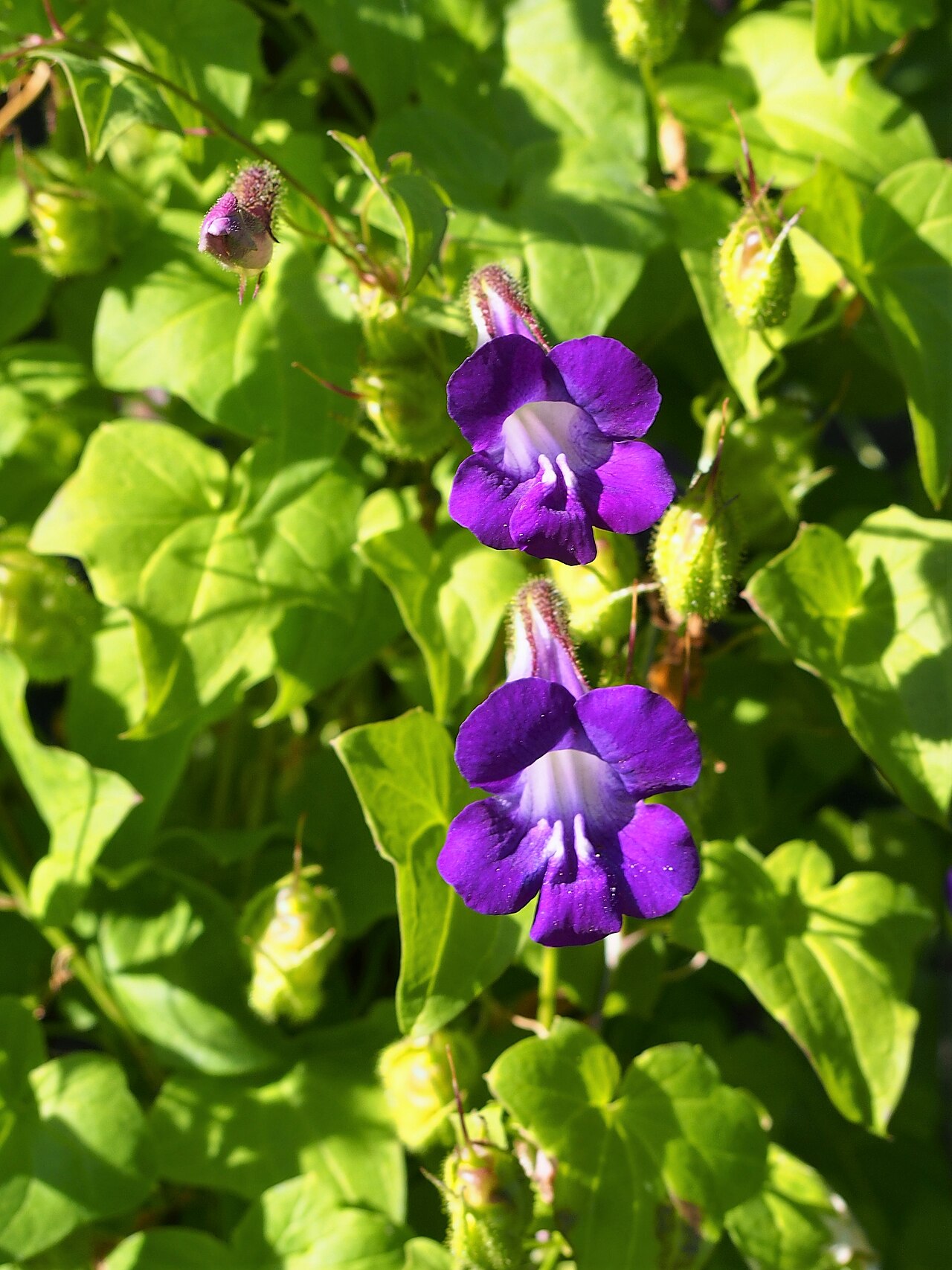 Маурандия (Maurandya scandens) — внешний вид растения