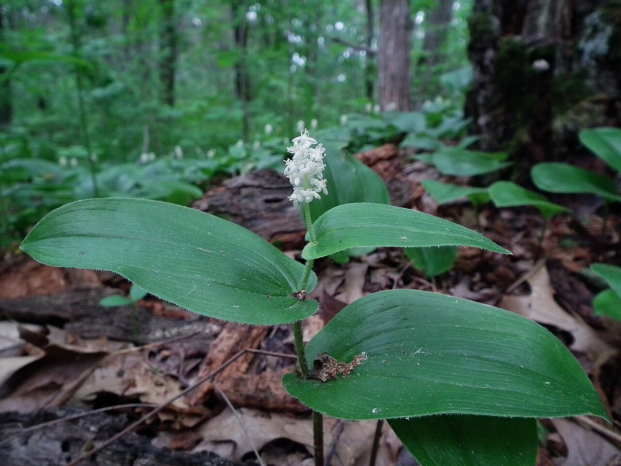 Майник (Maianthemum bifolium) — внешний вид растения
