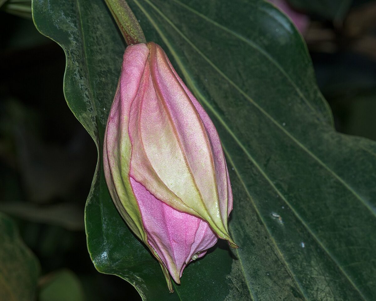 Мединилла (Medinilla magnifica) — внешний вид растения
