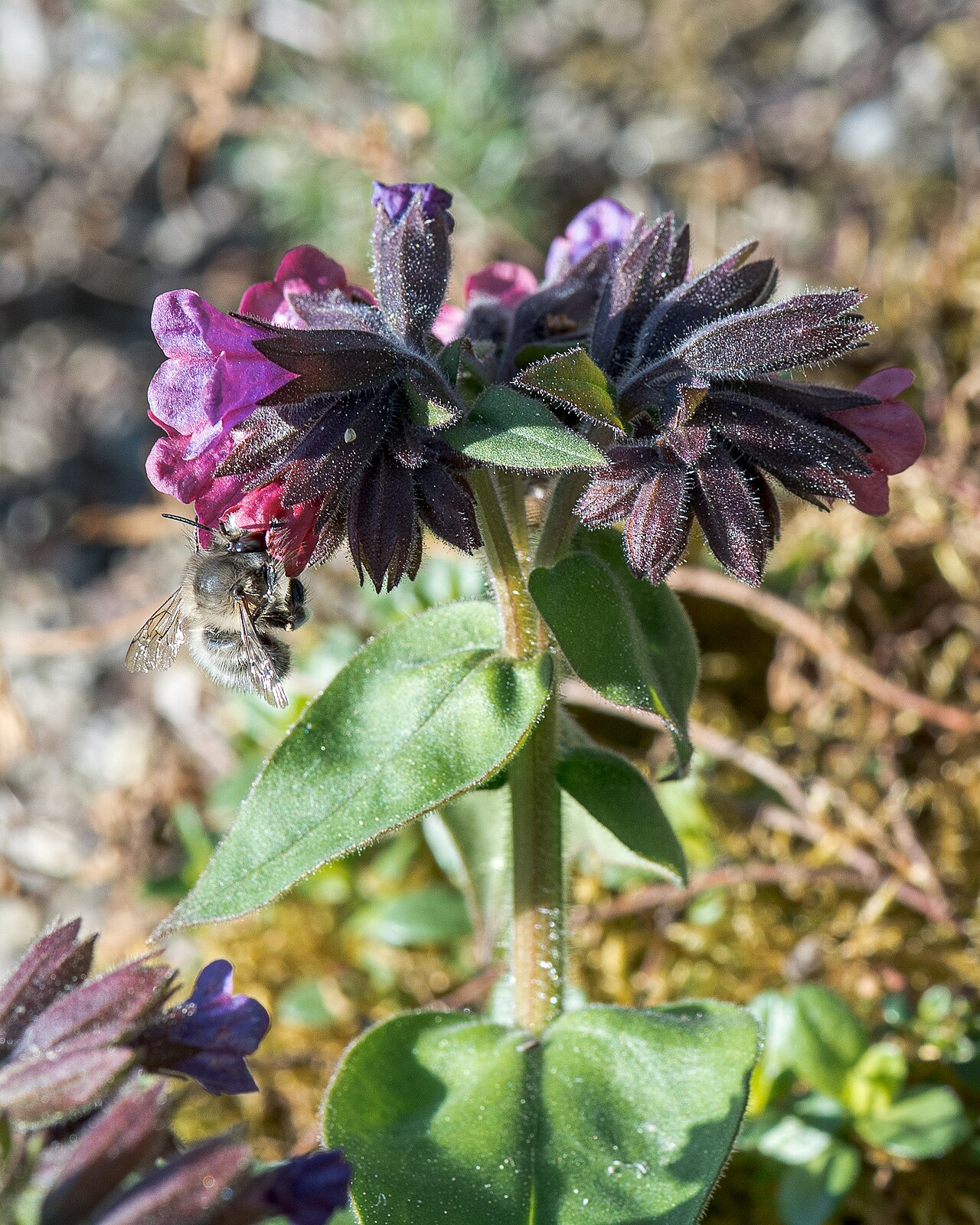 Медуница (Pulmonaria) — внешний вид растения