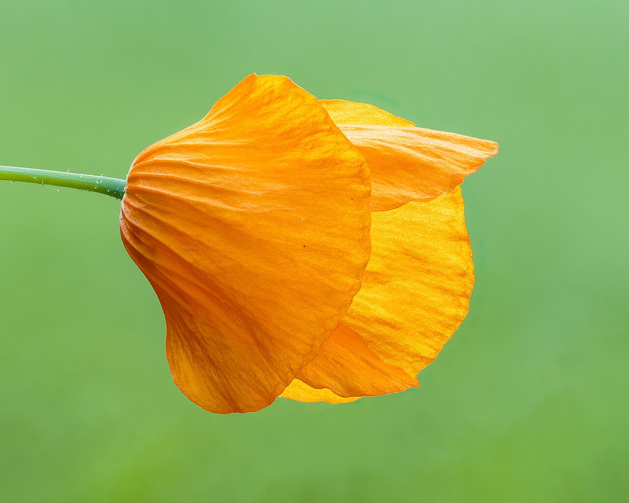 Меконопсис (Meconopsis) — внешний вид растения