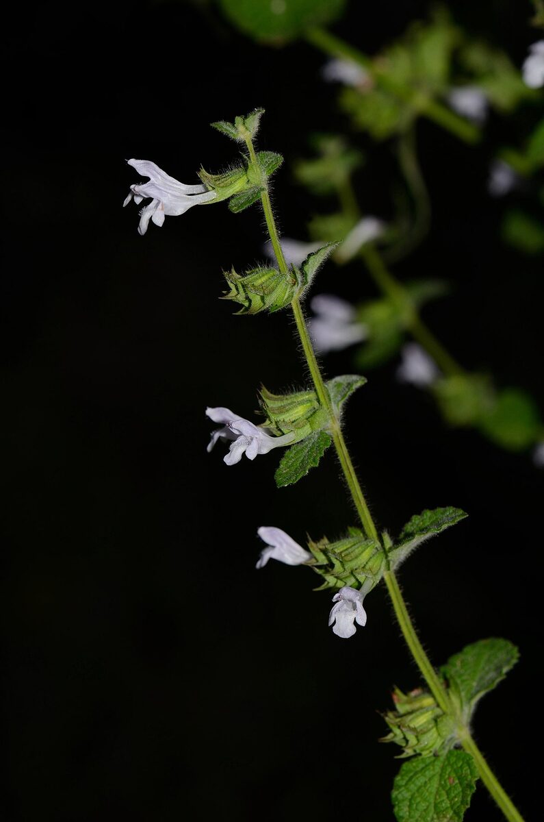 Мелисса (Melissa officinalis) — внешний вид растения