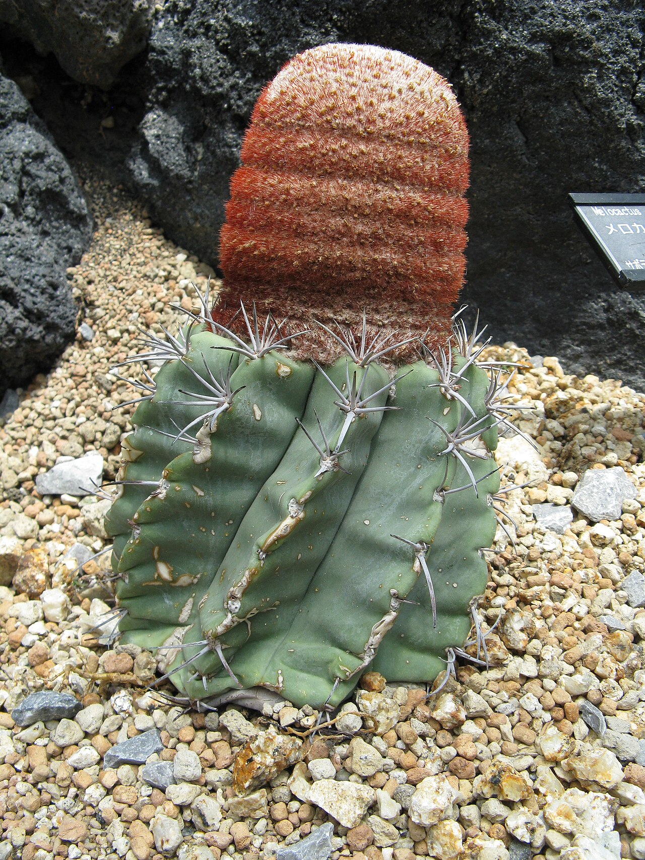 Мелокактус (Melocactus) — внешний вид растения