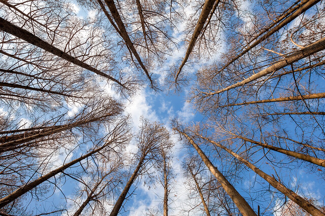 Метасеквойя (Metasequoia glyptostroboides) — внешний вид растения