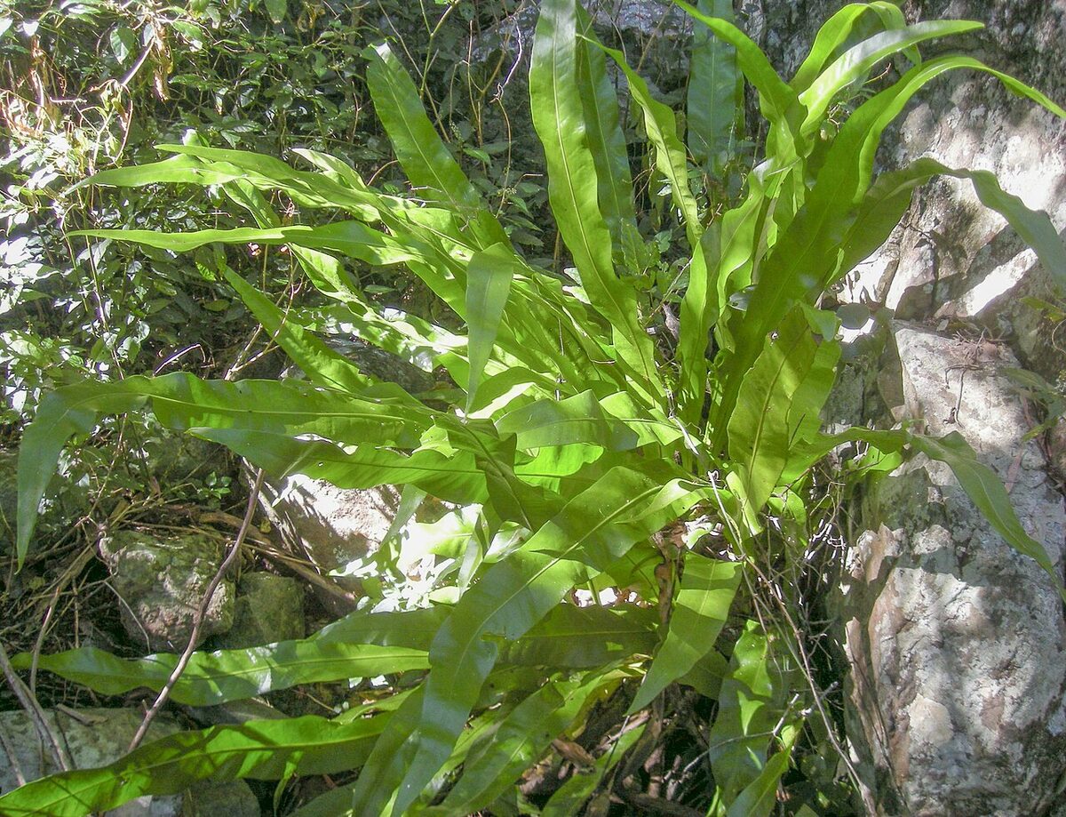 Микросорум (Microsorum (musifolium, diversifolium)) — внешний вид растения
