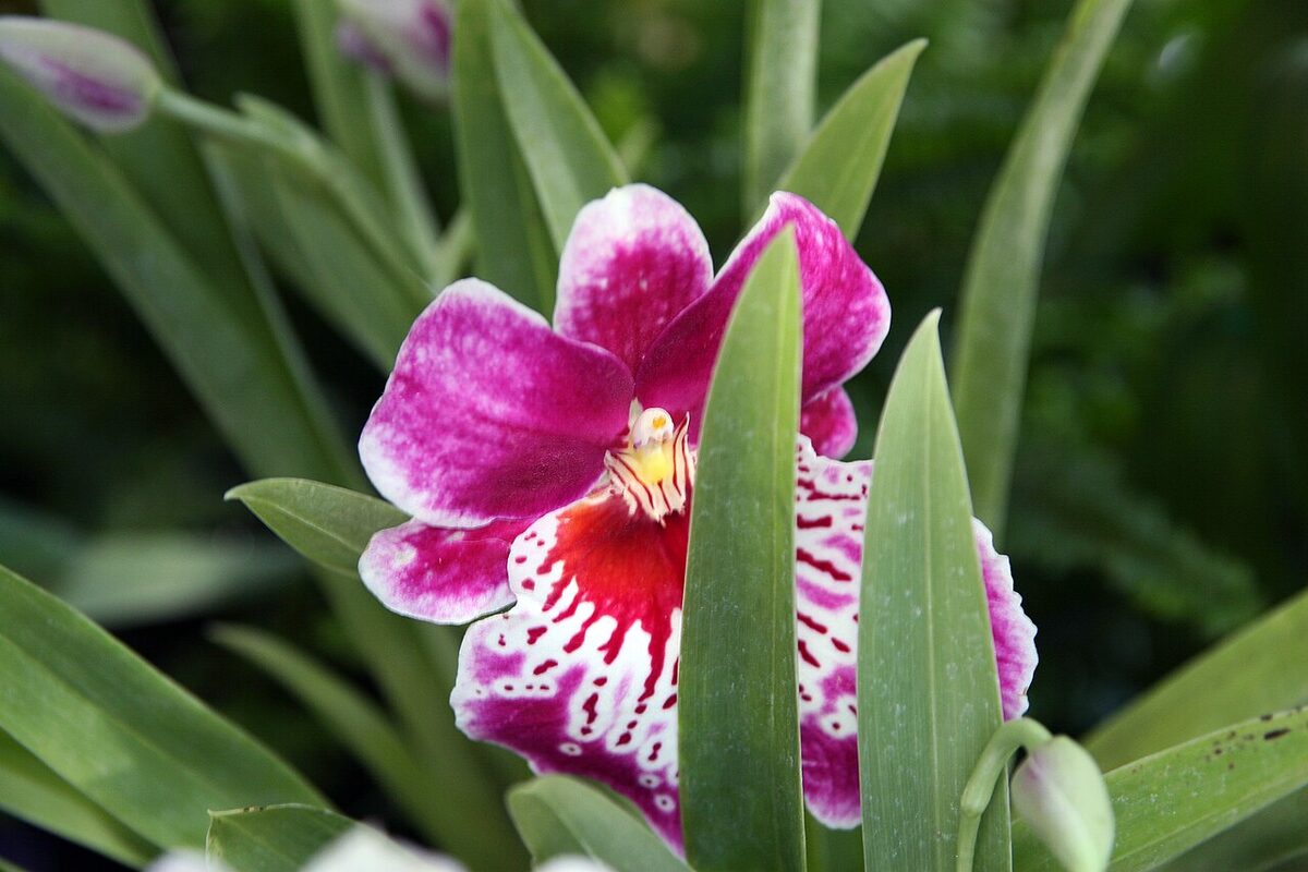 Мильтония (Miltonia / Miltoniopsis) — внешний вид растения