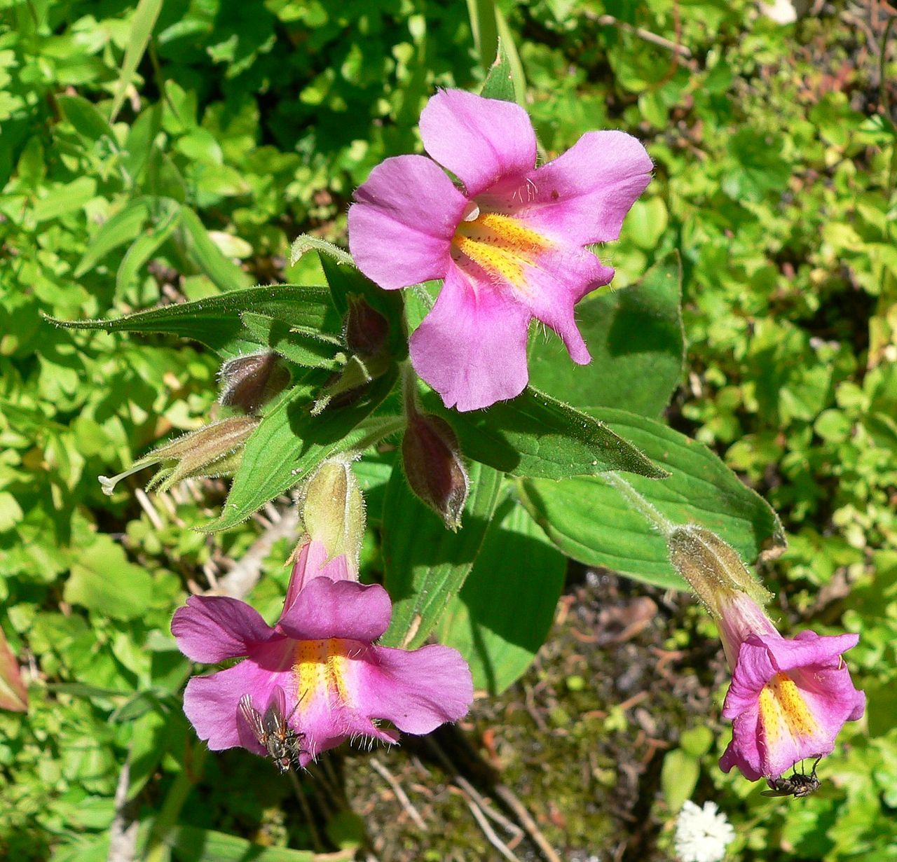 Мимулюс (Mimulus) — внешний вид растения