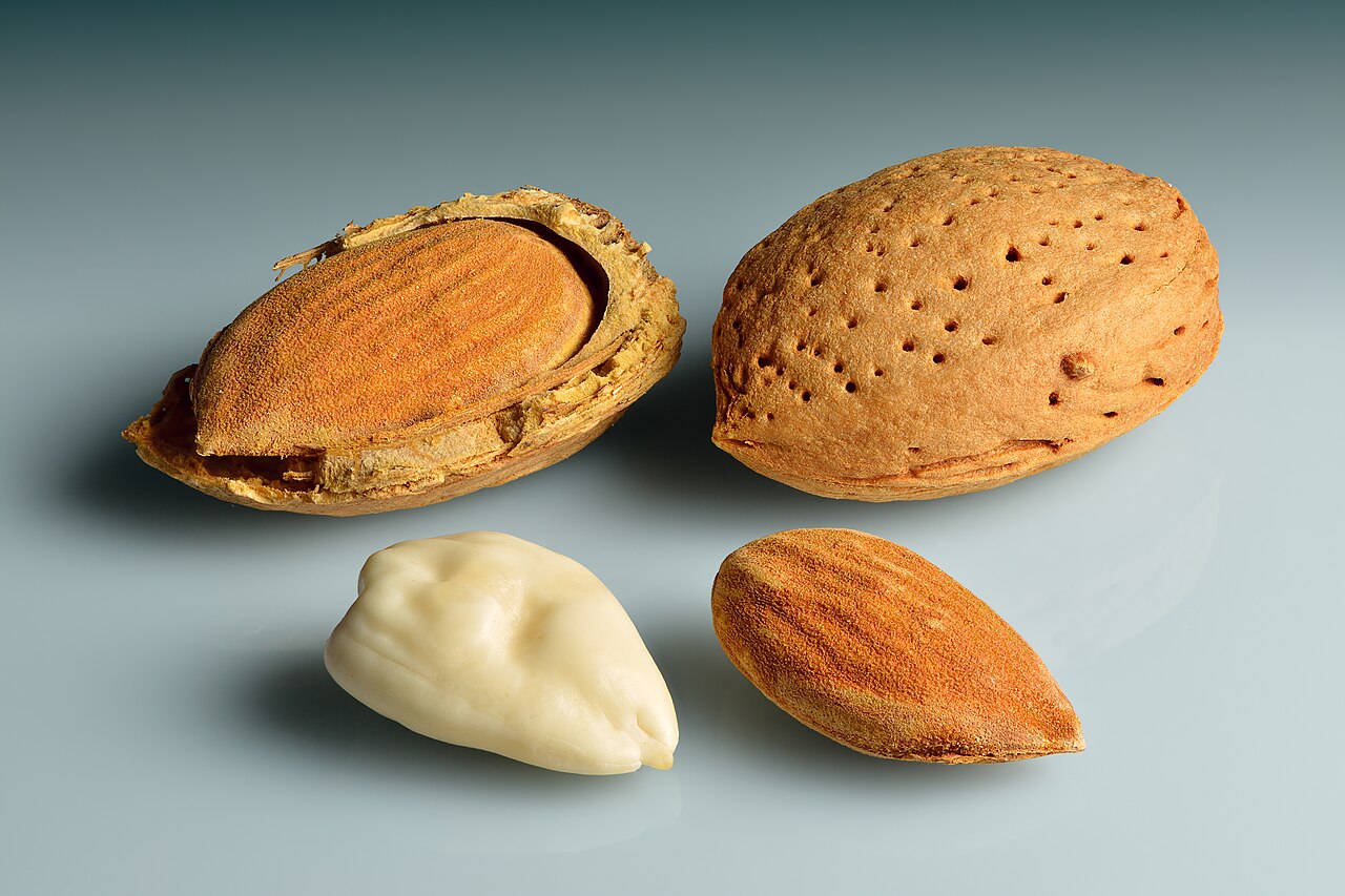 Миндаль (Prunus dulcis) — внешний вид растения