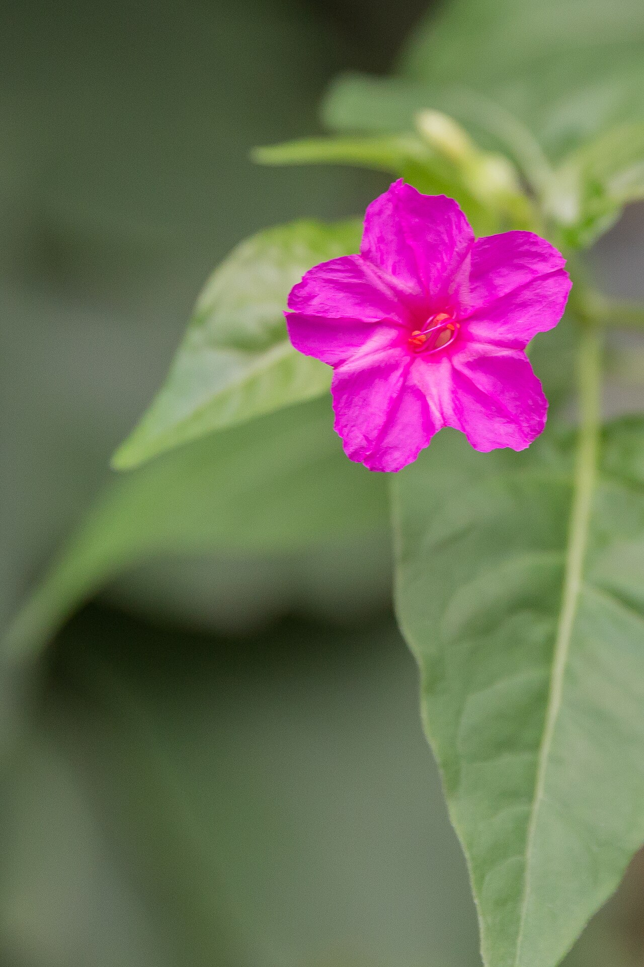 Ночная красавица (Mirabilis jalapa) — внешний вид растения