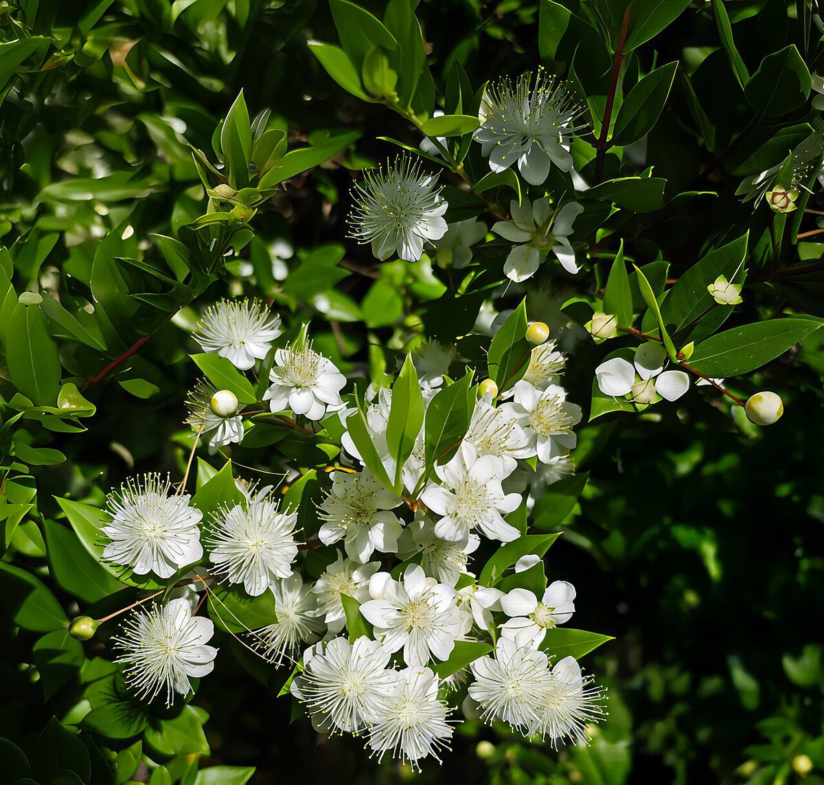 Мирт (Myrtus communis) — внешний вид растения