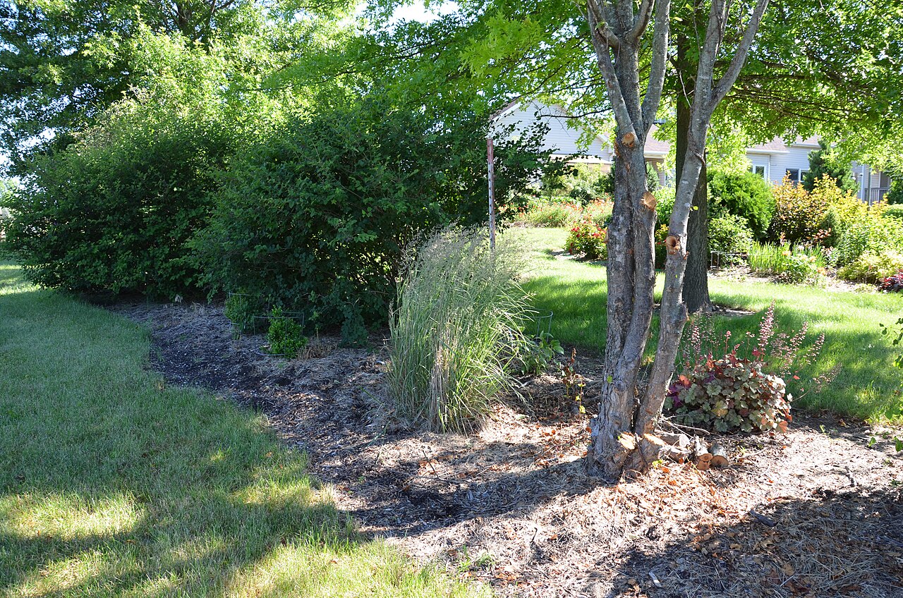 Мискантус (Miscanthus) — внешний вид растения
