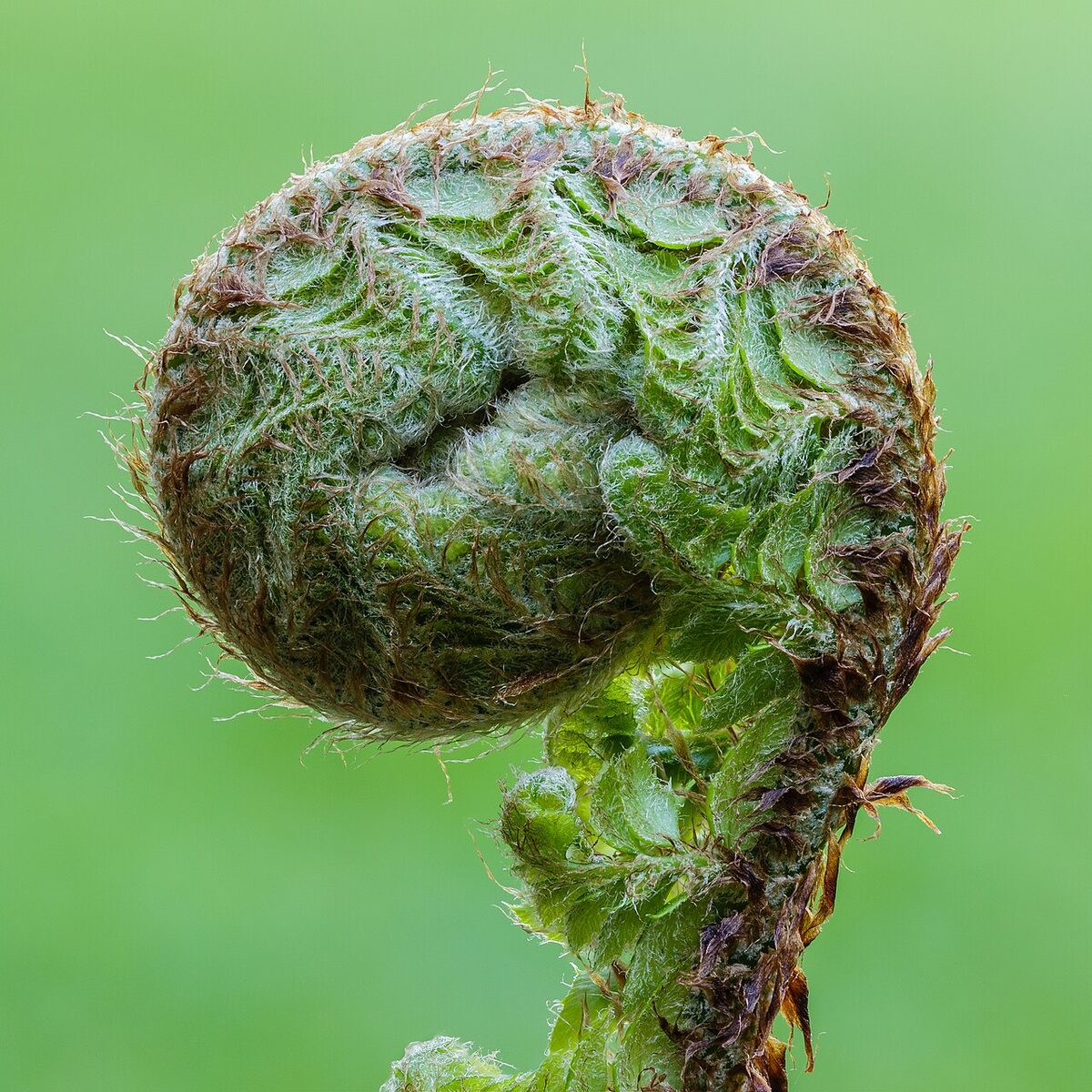 Многорядник (Polystichum) — внешний вид растения