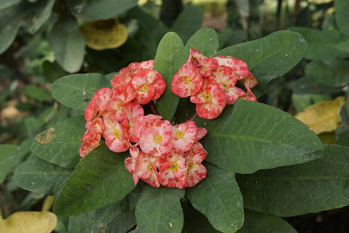 Молочай Миля (терновый венец) (Euphorbia milii) — внешний вид растения