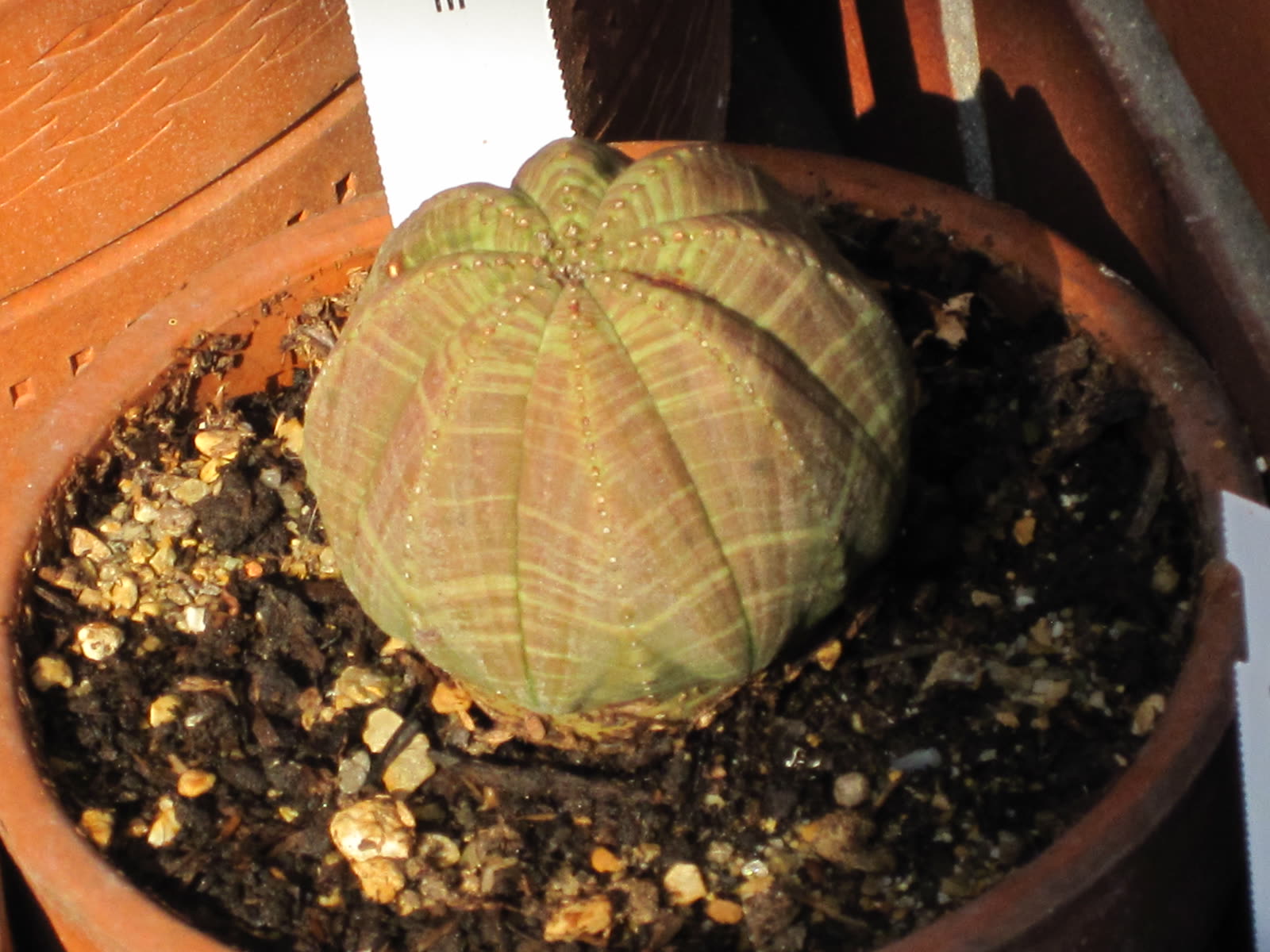 Молочай тучный (Euphorbia obesa) — почти сферический ребристый стебель без колючек
