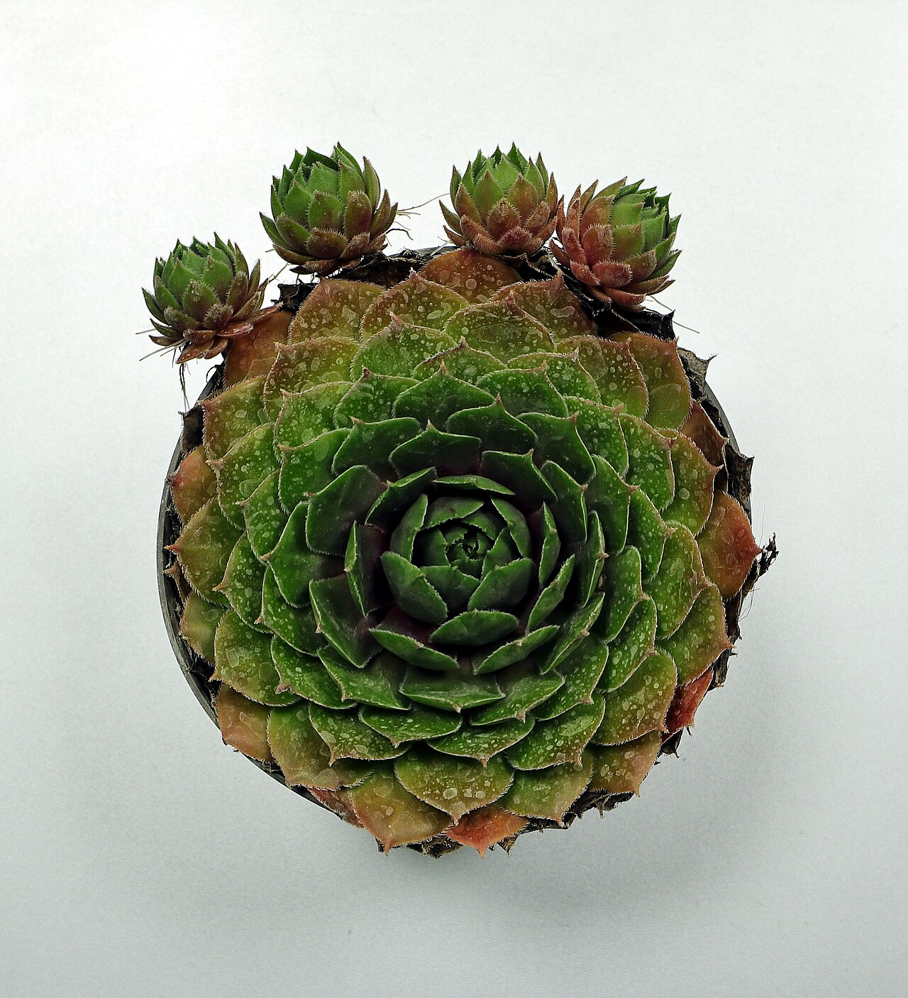Молодило (Sempervivum tectorum) — внешний вид растения