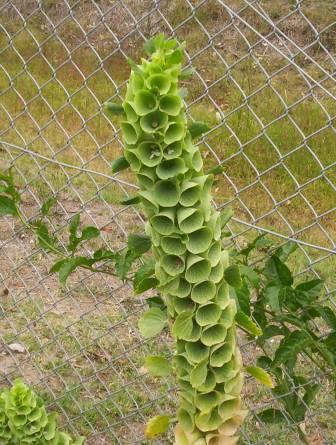 Молюцелла (Moluccella laevis) — внешний вид растения