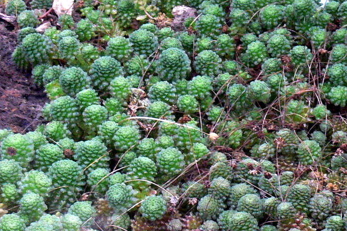 Монантес (Monanthes) — внешний вид растения