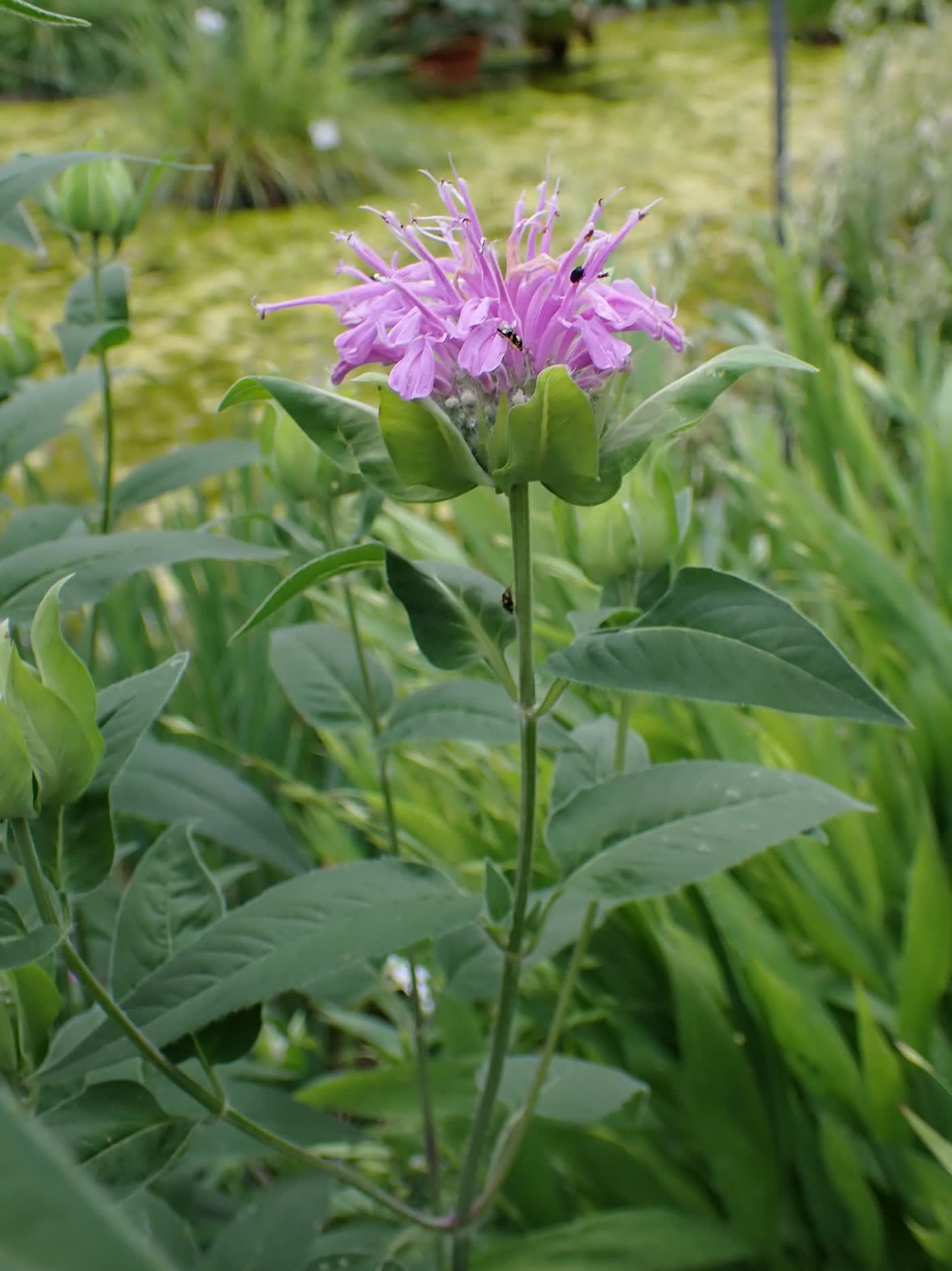 Монарда дудчатая (Monarda fistulosa) — растрёпанное сиренево-лиловое соцветие