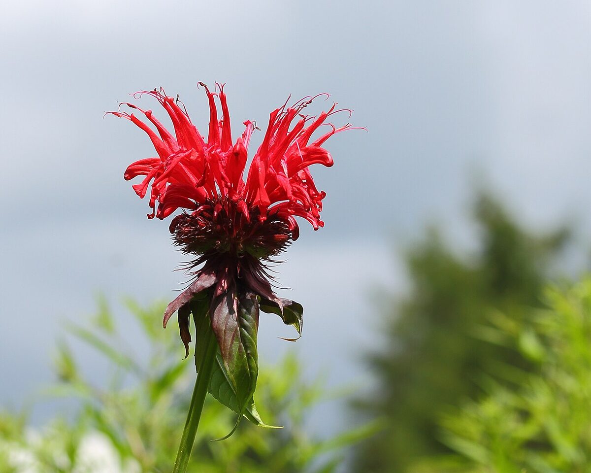 Монарда (Monarda) — внешний вид растения
