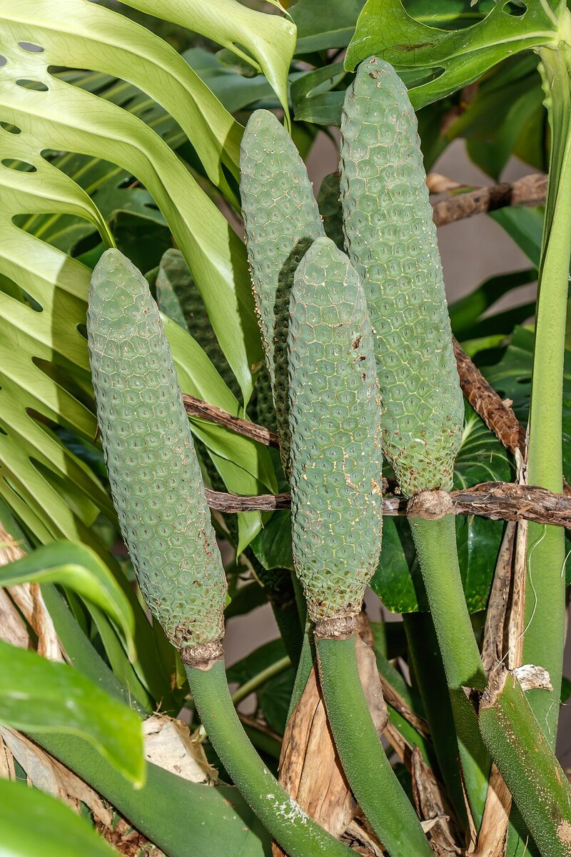 Монстера деликатесная (Monstera deliciosa) с крупными резными листьями