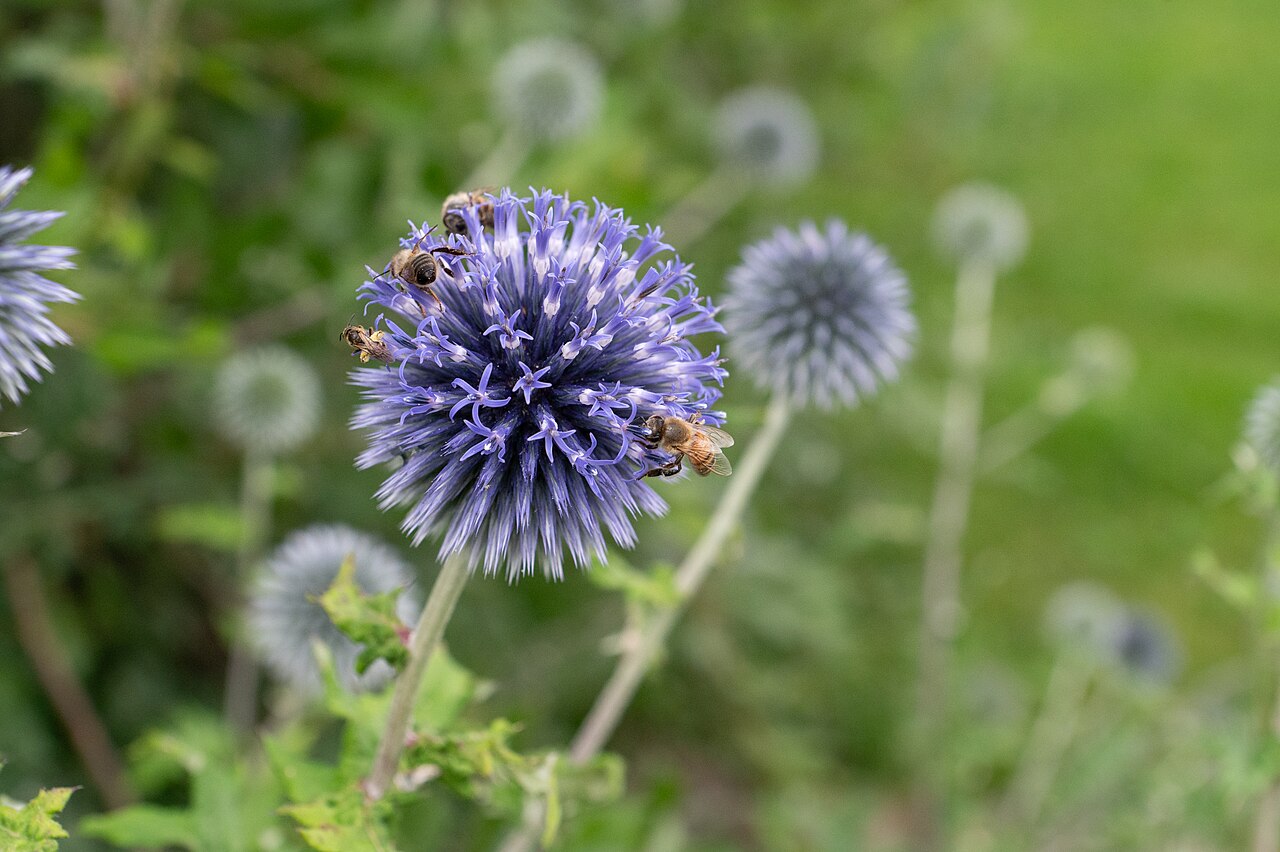 Мордовник (Echinops) — внешний вид растения