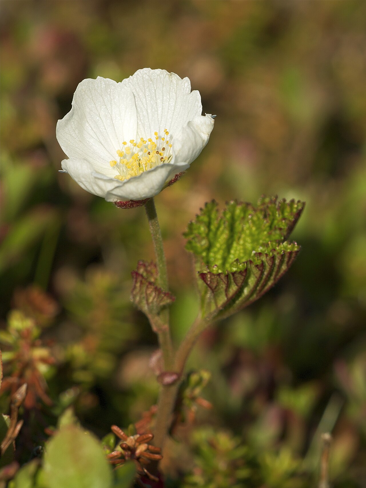 Морошка (Rubus chamaemorus) — внешний вид растения