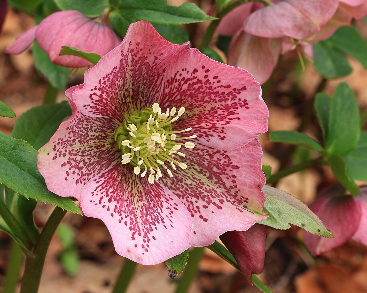 Морозник (Helleborus) — внешний вид растения