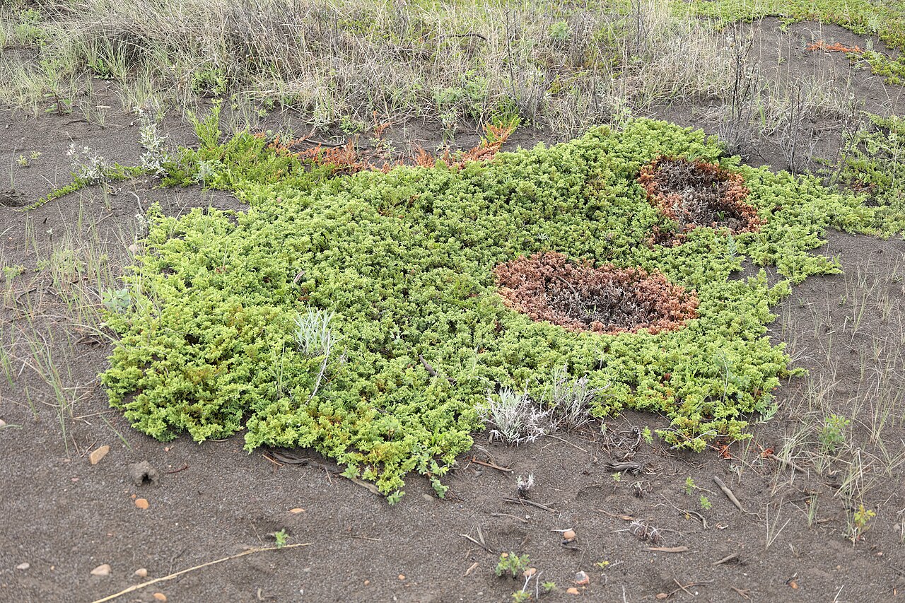 Можжевельник горизонтальный (Juniperus horizontalis) — плотный стелющийся ковёр на песчаной почве