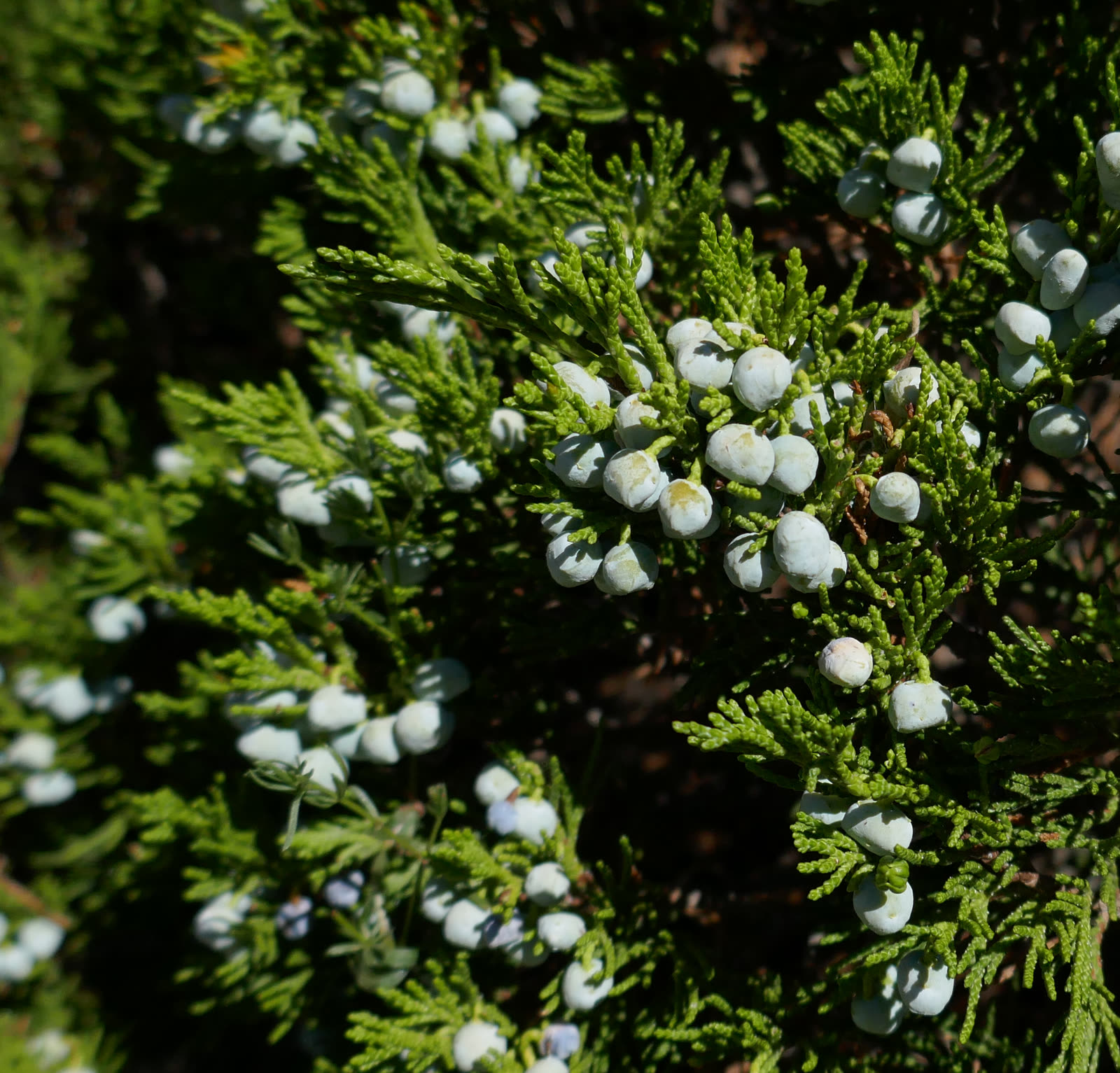 Можжевельник казацкий (Juniperus sabina) — стелющийся куст