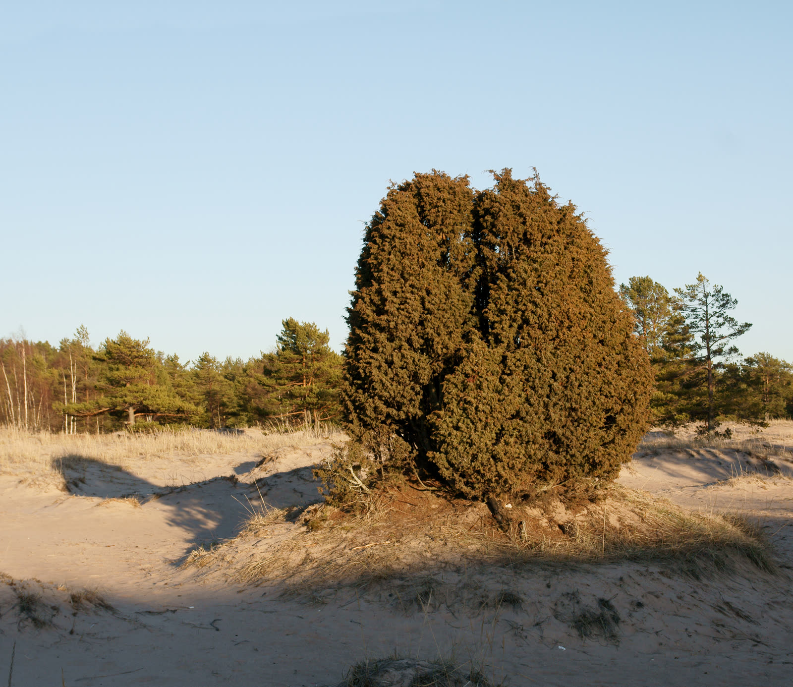 Можжевельник обыкновенный (Juniperus communis) — колючая игольчатая хвоя и ягоды-шишки