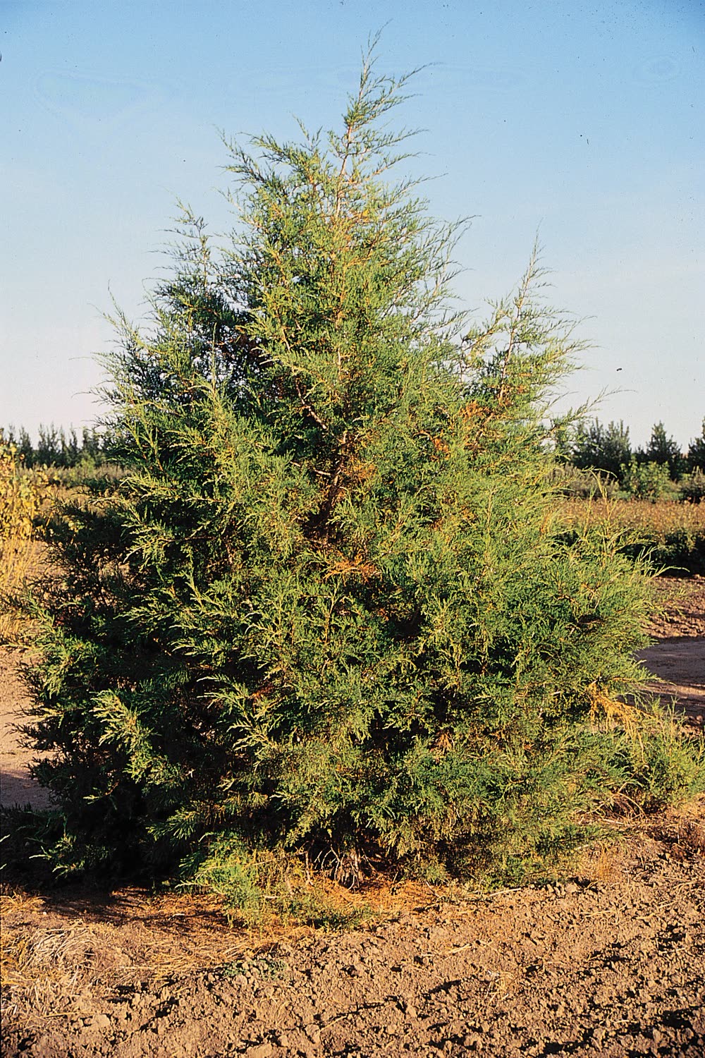 Можжевельник скальный (Juniperus scopulorum) — узкая колонновидная крона