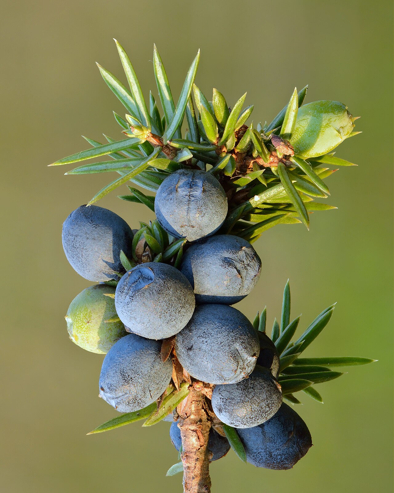 Можжевельник (Juniperus) — внешний вид растения