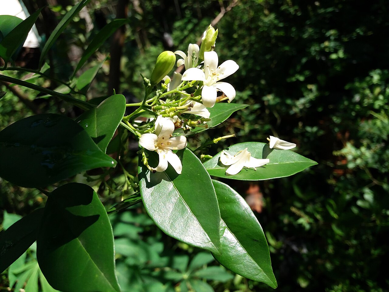 Муррайя метельчатая (Murraya paniculata) — глянцевые листочки сложного листа и кисть белых пятилепестковых цветков с длинными тычинками