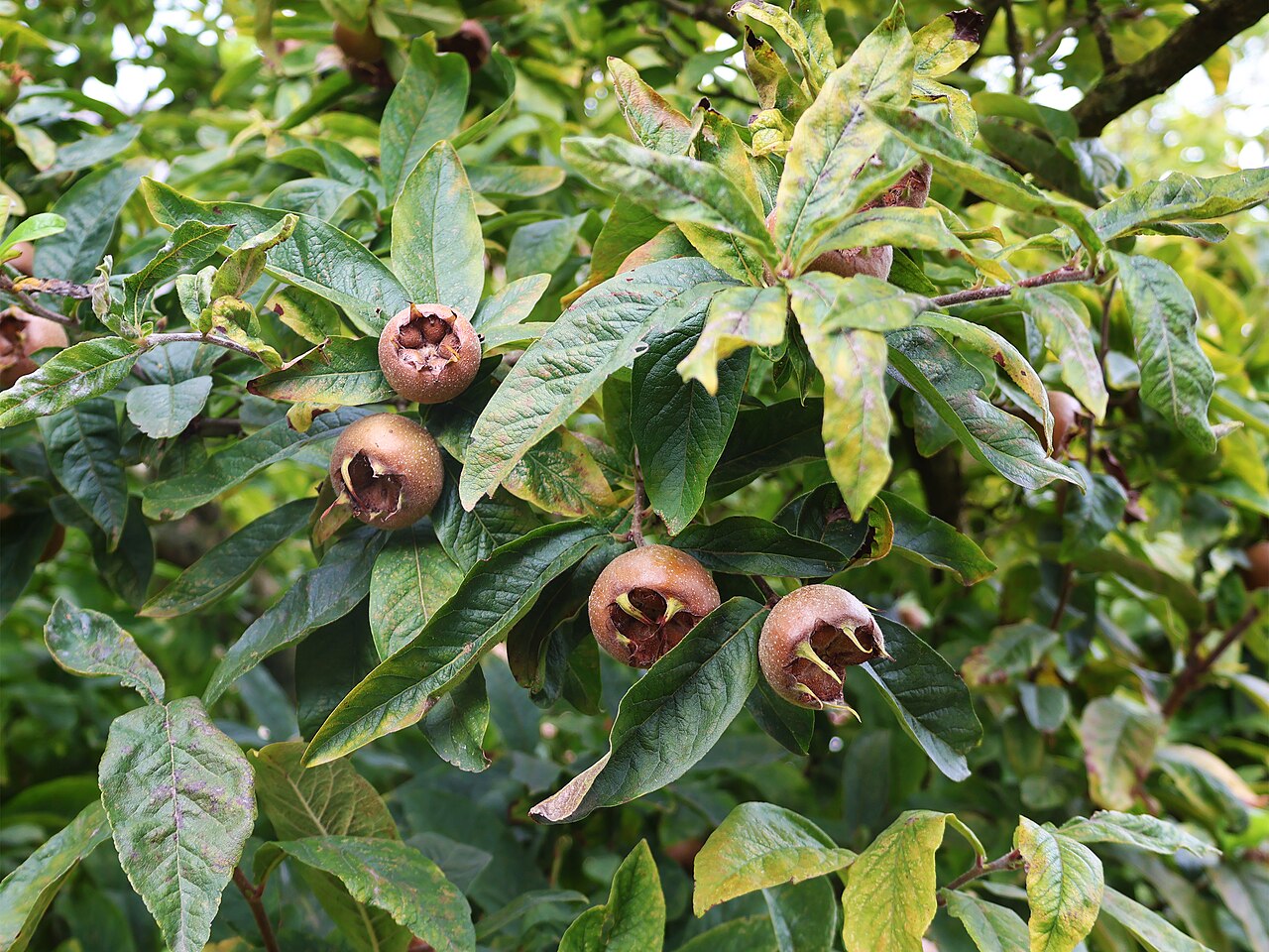 Мушмула германская (Mespilus germanica) — внешний вид растения