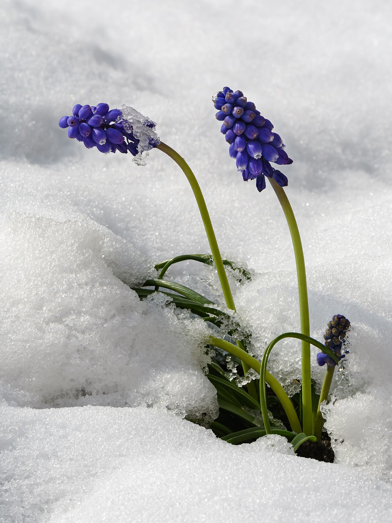 Мускари (Muscari) — внешний вид растения