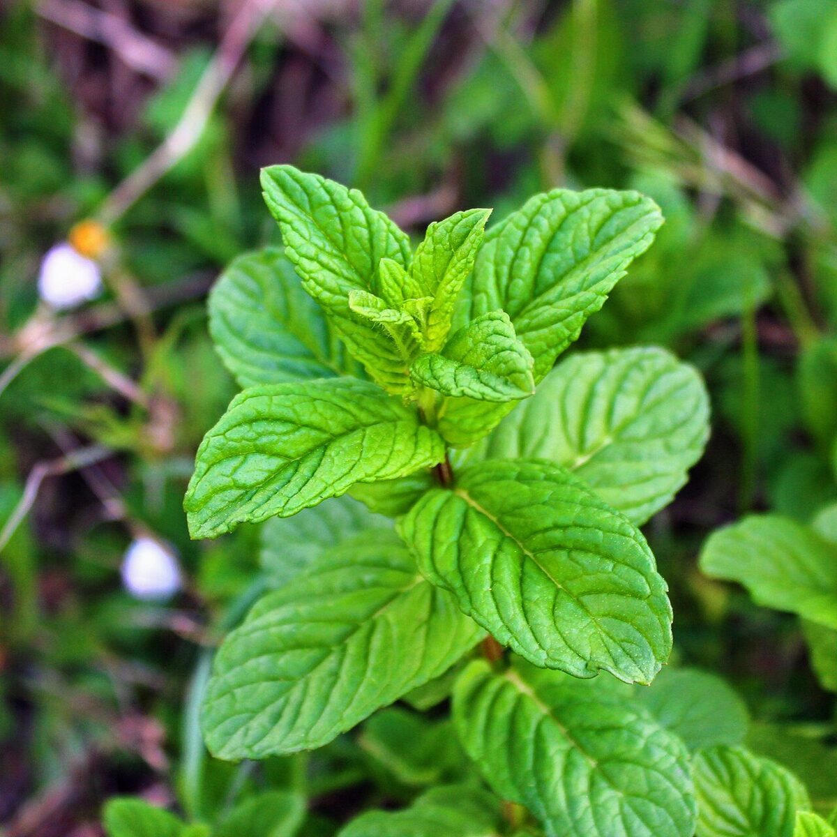 Мята перечная (Mentha × piperita) — внешний вид растения