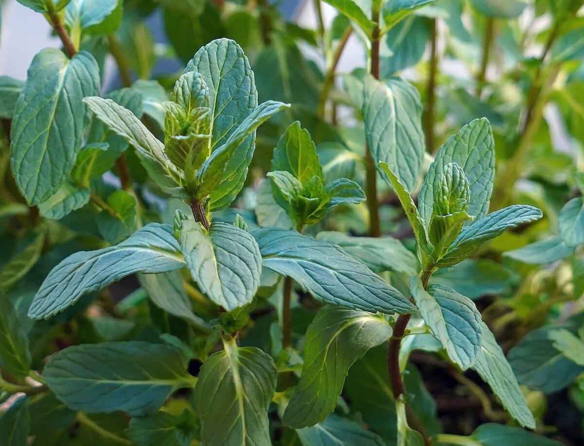 Мята (Mentha) — внешний вид растения