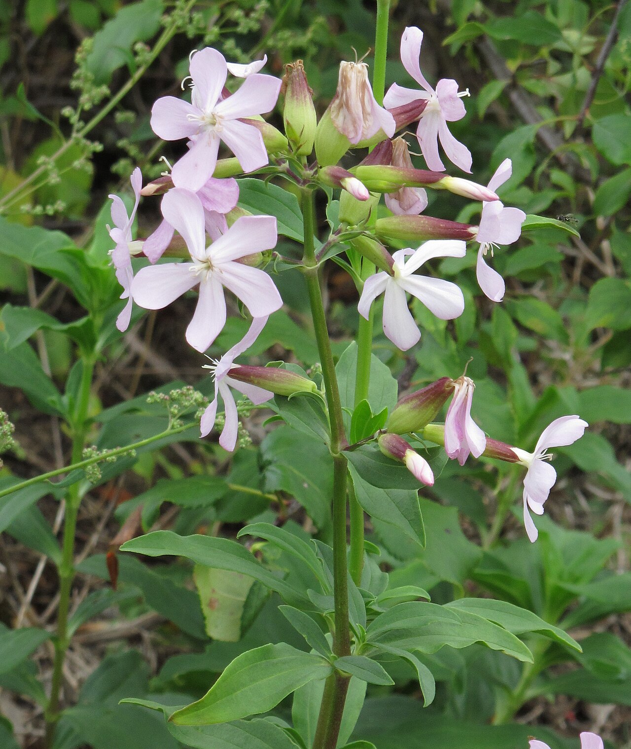 Мыльнянка (Saponaria officinalis) — внешний вид растения