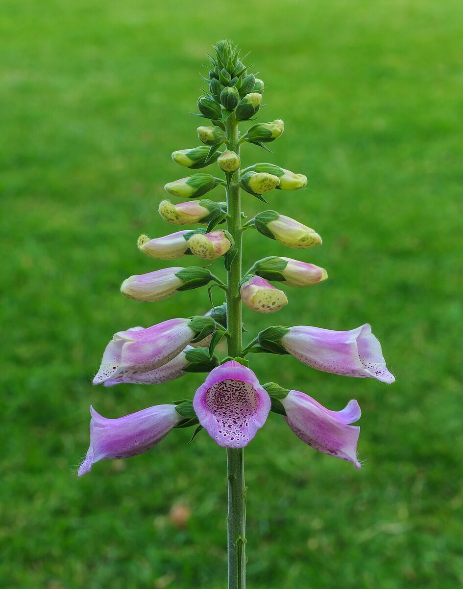 Наперстянка (Digitalis) — внешний вид растения