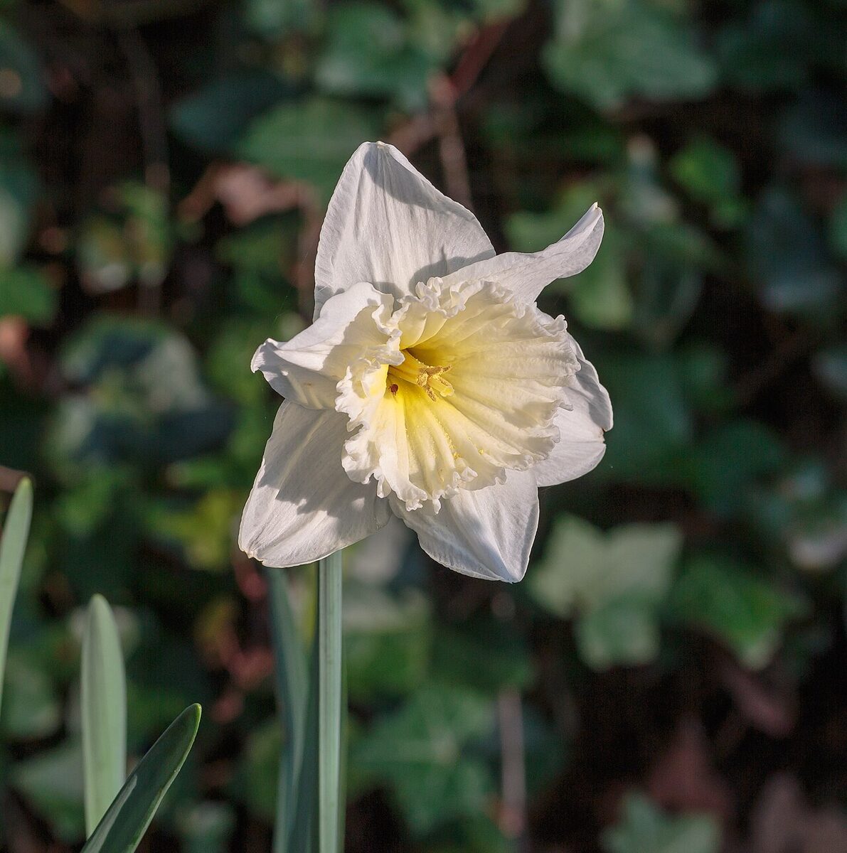 Нарцисс (Narcissus) — внешний вид растения