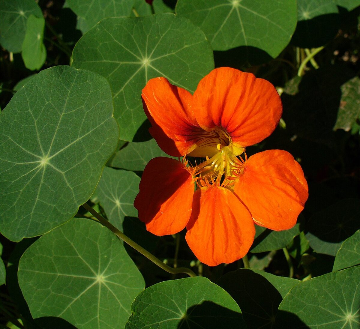 Настурция (Tropaeolum) — внешний вид растения