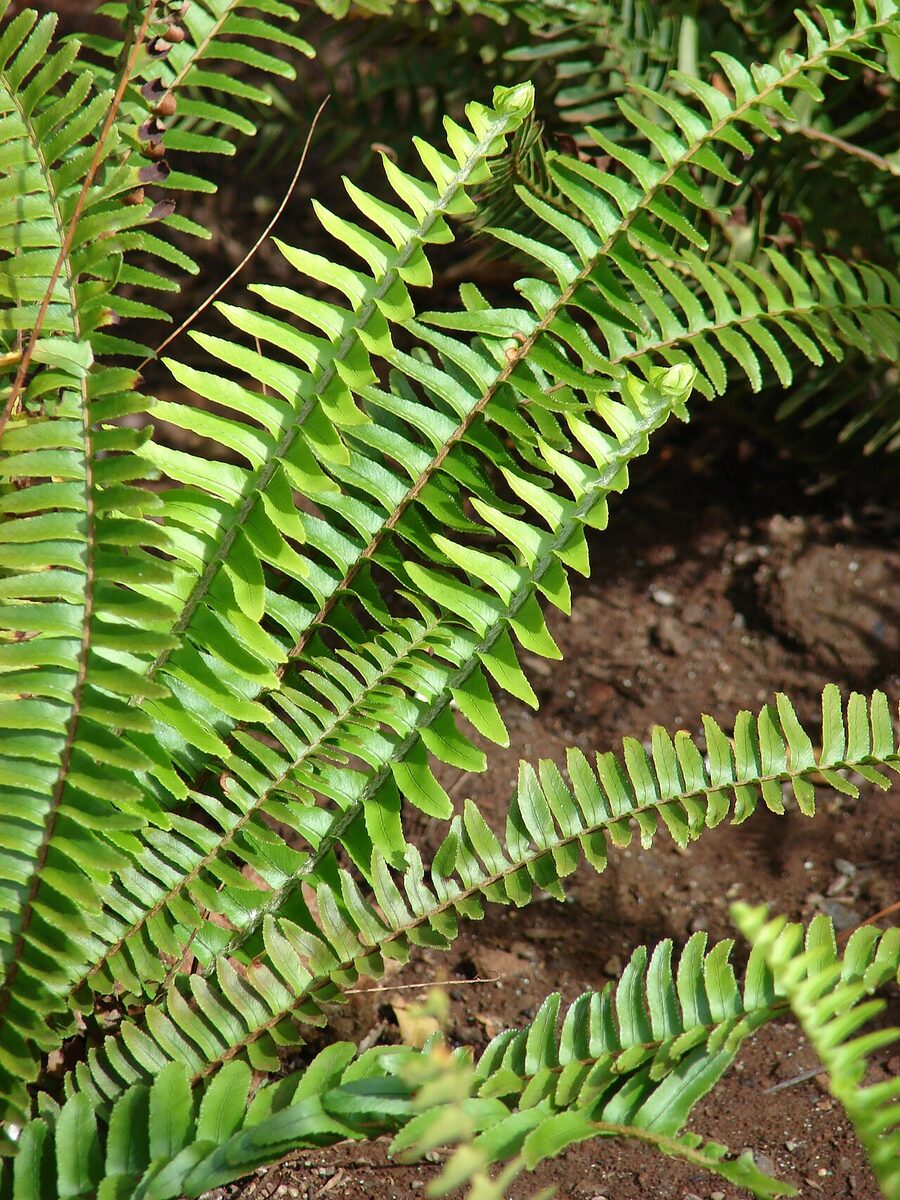 Нефролепис (Nephrolepis) — внешний вид растения